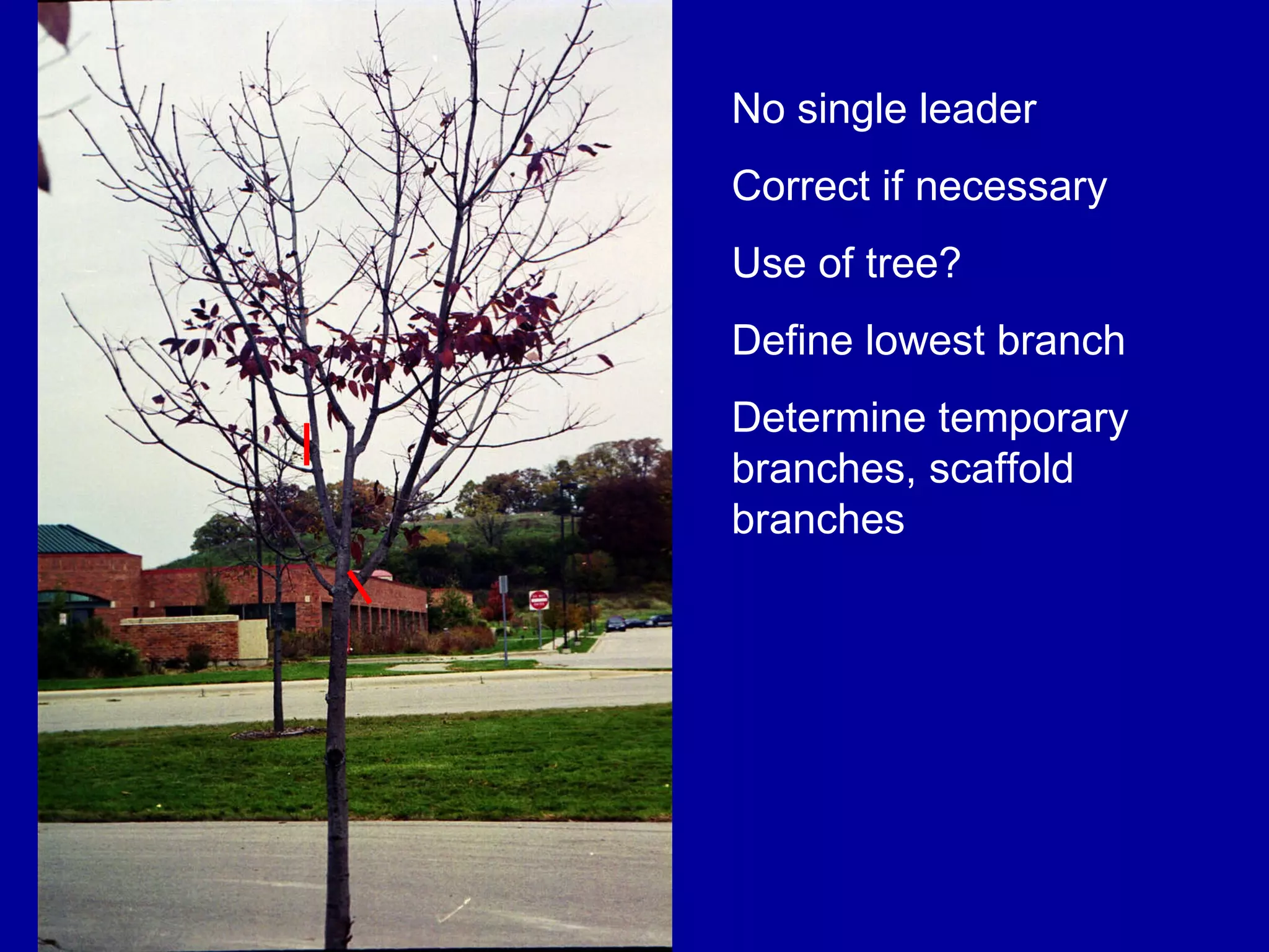 No single leader  Correct if necessary Use of tree? Define lowest branch Determine temporary branches, scaffold branches 