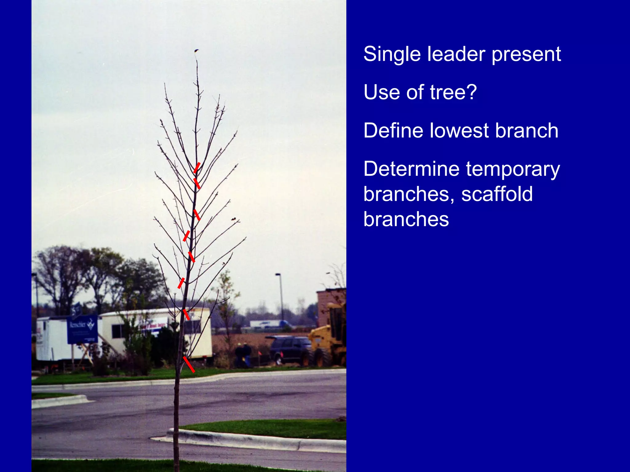 Single leader present Use of tree? Define lowest branch Determine temporary branches, scaffold branches 