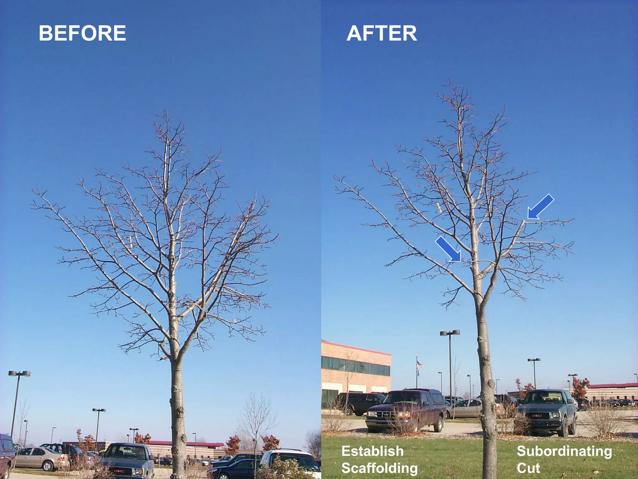 BEFORE AFTER Subordinating Cut Establish Scaffolding 