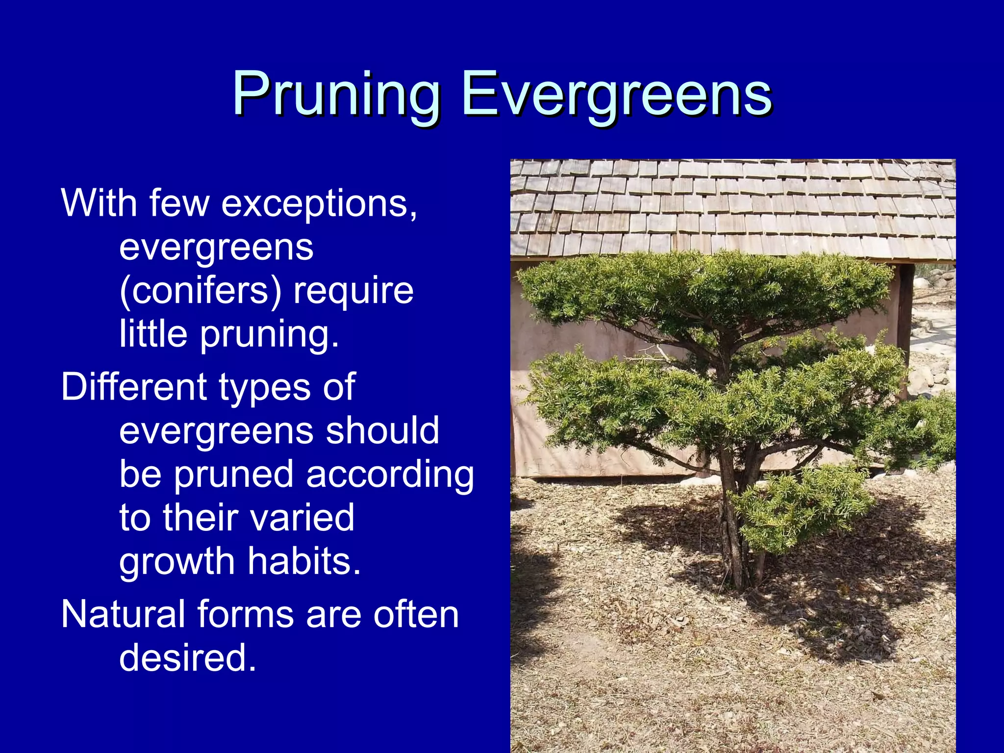 Pruning Evergreens With few exceptions, evergreens (conifers) require little pruning.  Different types of evergreens should be pruned according to their varied growth habits.  Natural forms are often desired. 