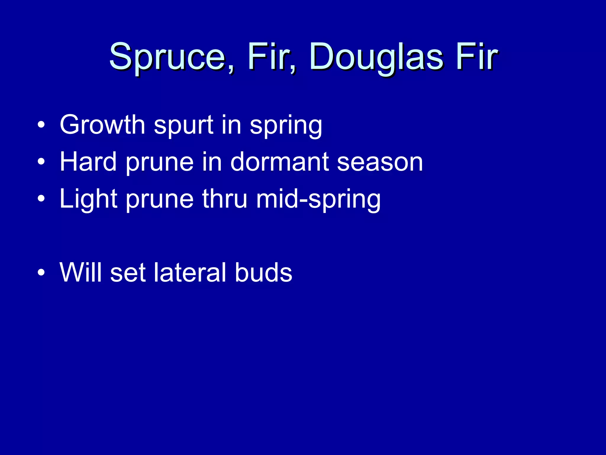 Spruce, Fir, Douglas Fir Growth spurt in spring Hard prune in dormant season Light prune thru mid-spring Will set lateral buds 