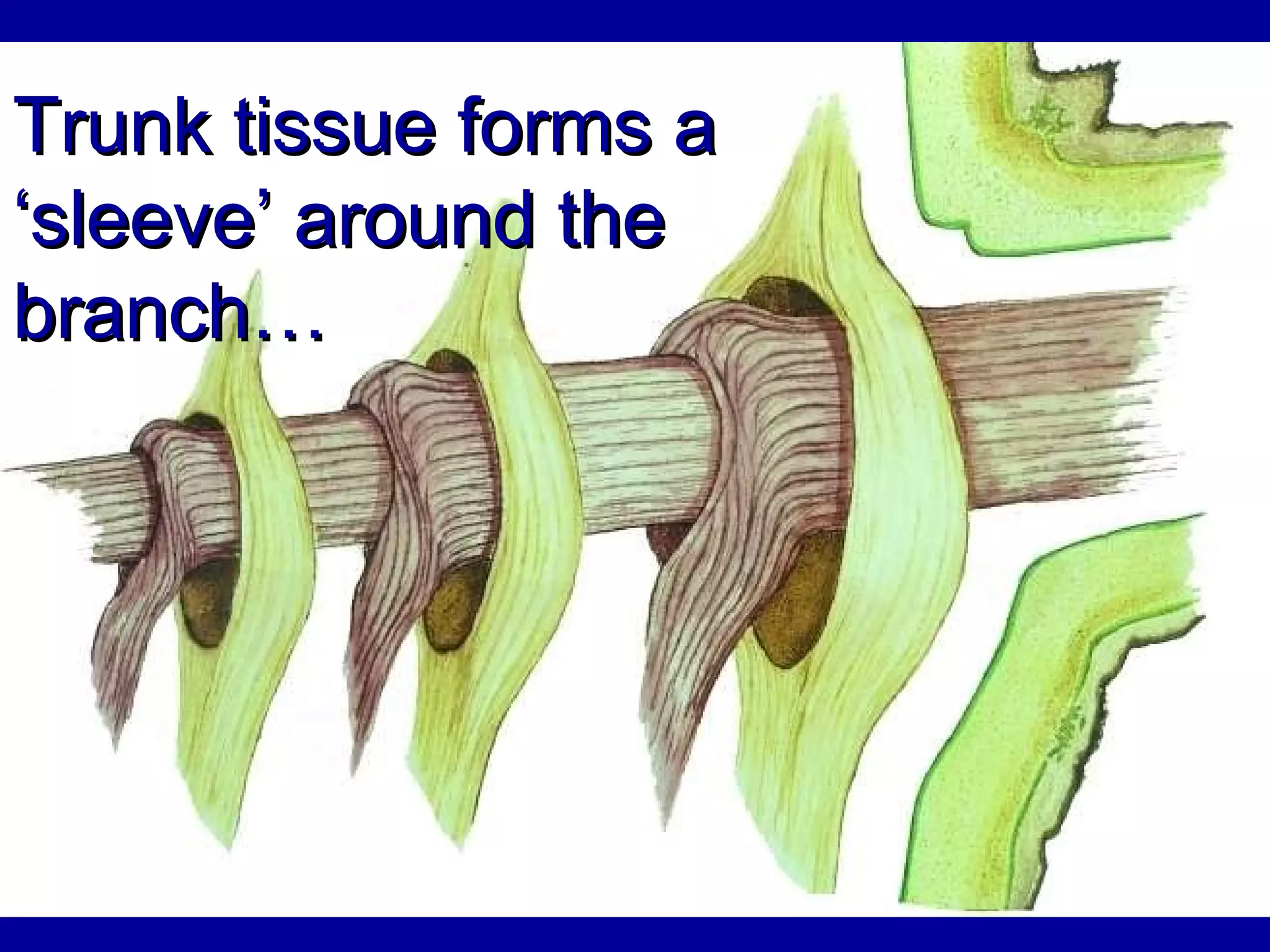 Trunk tissue forms a ‘sleeve’ around the branch… 