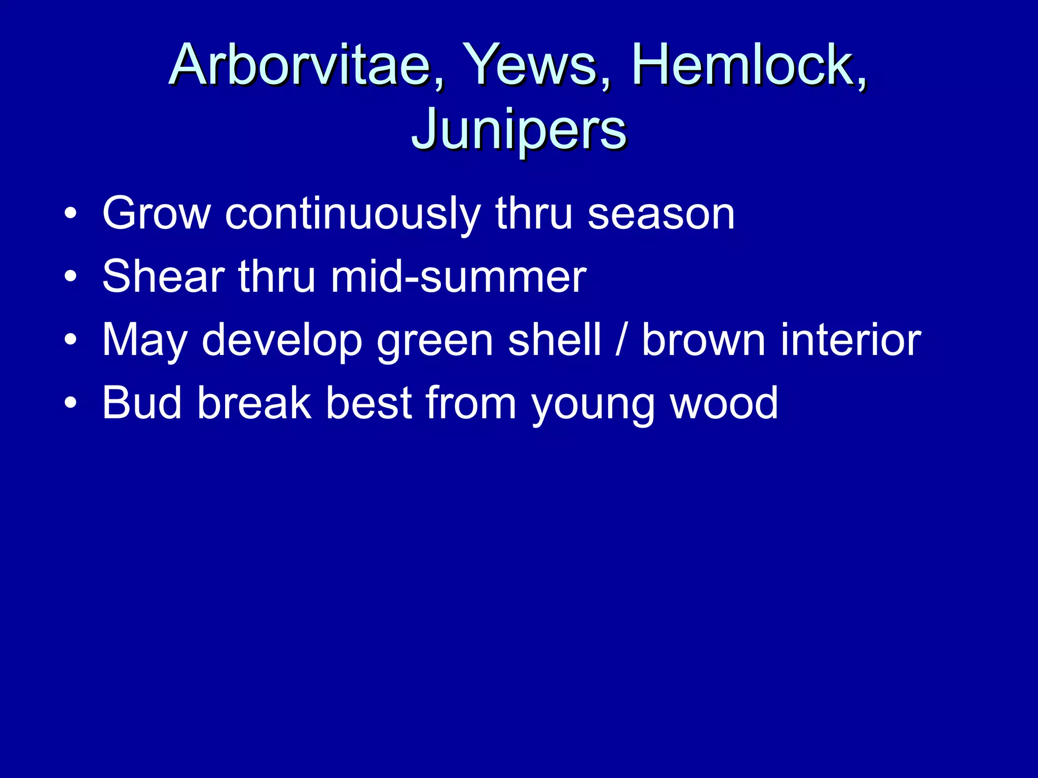 Arborvitae, Yews, Hemlock, Junipers Grow continuously thru season Shear thru mid-summer May develop green shell / brown interior Bud break best from young wood 
