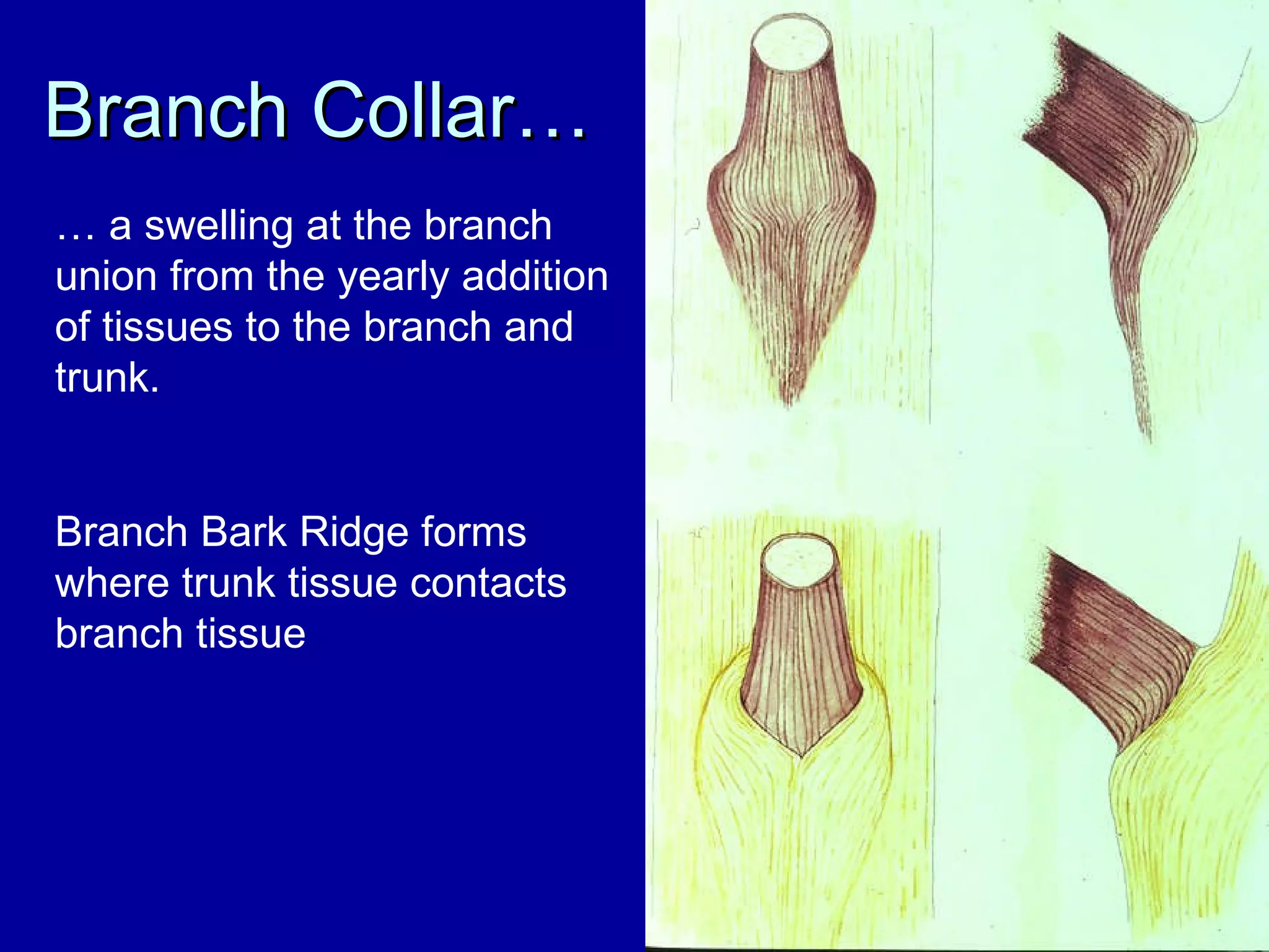 Branch Collar… …  a swelling at the branch union from the yearly addition of tissues to the branch and trunk. Branch Bark Ridge forms where trunk tissue contacts branch tissue 