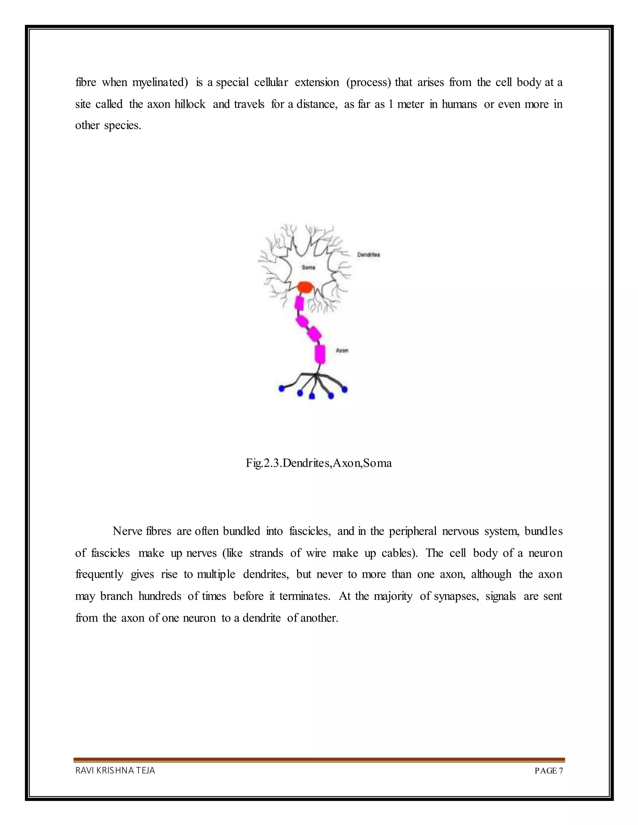 RAVI KRISHNA TEJA PAGE 7
fibre when myelinated) is a special cellular extension (process) that arises from the cell body at a
site called the axon hillock and travels for a distance, as far as 1 meter in humans or even more in
other species.
Fig.2.3.Dendrites,Axon,Soma
Nerve fibres are often bundled into fascicles, and in the peripheral nervous system, bundles
of fascicles make up nerves (like strands of wire make up cables). The cell body of a neuron
frequently gives rise to multiple dendrites, but never to more than one axon, although the axon
may branch hundreds of times before it terminates. At the majority of synapses, signals are sent
from the axon of one neuron to a dendrite of another.
 