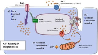 malignant hyperthermia anaesthesia point of view | PPTX