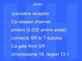 MH MH RYR1 ryanodine receptor Ca release channel protein (5,032 amino acids) connects SR to T-tubules Ca gate from SR chromosome 19, region 13.1 