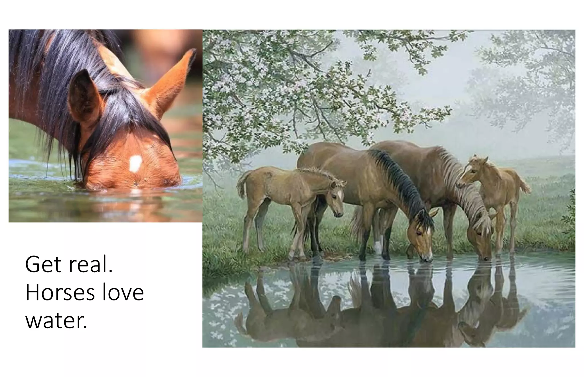Get real.
Horses love
water.
 