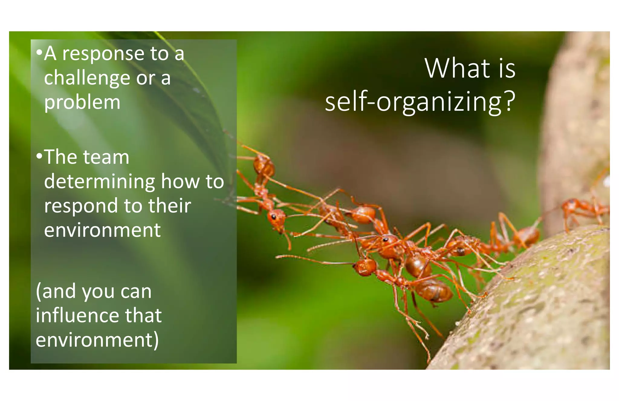 What is
self-organizing?
•A response to a
challenge or a
problem
•The team
determining how to
respond to their
environment
(and you can
influence that
environment)
 