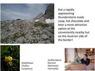 But a rapidly
                        approaching
                        thunderstorm made
                        soup, hot chocolate and
                        beer a more attractive
                        option at the
                        conveniently nearby hut
                        on the Austrian side of
                        the border!




              Stuffed Alpine
Globeflower   Marmot
(Trollius     (Marmotta
europaeus)    marmotta)
 