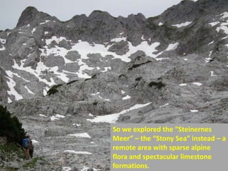 So we explored the “Steinernes
Meer” – the “Stony Sea” instead – a
remote area with sparse alpine
flora and spectacular limestone
formations.
 