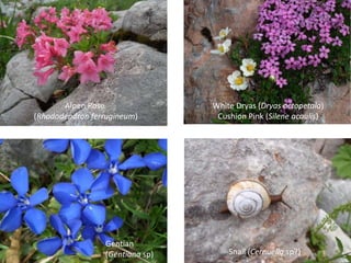 Alpen Rose                White Dryas (Dryas octopetala)
(Rhododendron ferrugineum)        Cushion Pink (Silene acaulis)




                 Gentian
                 (Gentiana sp)       Snail (Cernuella sp?)
 
