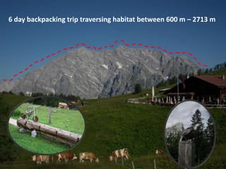 6 day backpacking trip traversing habitat between 600 m – 2713 m
 