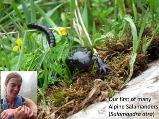 Our first of many
Alpine Salamanders
(Salamandra atra)
 