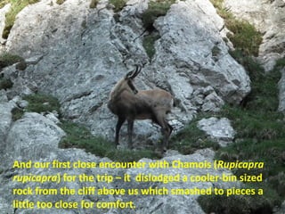 And our first close encounter with Chamois (Rupicapra
rupicapra) for the trip – it dislodged a cooler-bin sized
rock from the cliff above us which smashed to pieces a
little too close for comfort.
 