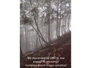 We descended to 1290 m, low
     enough to encounter
European Beech (Fagus sylvatica)
 