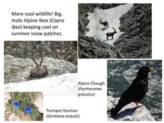 More cool wildlife! Big,
male Alpine Ibex (Capra
ibex) keeping cool on
summer snow patches.




                                Alpine Chough
                                (Pyrrhocorax
                                graculus)


               Trumpet Gentian
               (Gentiana acaulis)
 