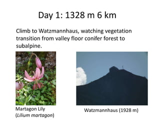 Day 1: 1328 m 6 km
Climb to Watzmannhaus, watching vegetation
transition from valley floor conifer forest to
subalpine.




Martagon Lily              Watzmannhaus (1928 m)
(Lilium martagon)
 