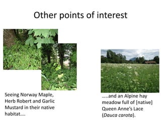 Other points of interest




Seeing Norway Maple,          …..and an Alpine hay
Herb Robert and Garlic        meadow full of [native]
Mustard in their native       Queen Anne’s Lace
habitat….                     (Dauca carota).
 