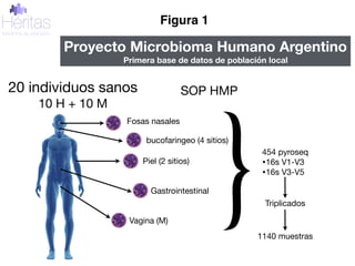 20 individuos sanos

10 H + 10 M
Fosas nasales
bucofaringeo (4 sitios)
Piel (2 sitios)
Gastrointestinal
Vagina (M)
454 pyroseq

•16s V1-V3

•16s V3-V5
Triplicados
1140 muestras
SOP HMP
Proyecto Microbioma Humano Argentino
Primera base de datos de población local
Figura 1
 