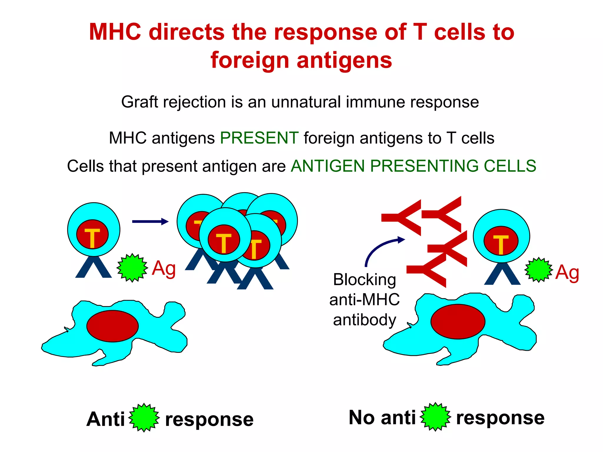 MHC directs the response of T cells to foreign antigens Graft rejection is an unnatural immune response Ag MHC antigens  PRESENT  foreign antigens to T cells Cells that present antigen are  ANTIGEN PRESENTING CELLS Y T Y T Y T Ag Anti  response No anti  response Y T Y T Y T Y T Y Blocking anti-MHC antibody Y Y Y 