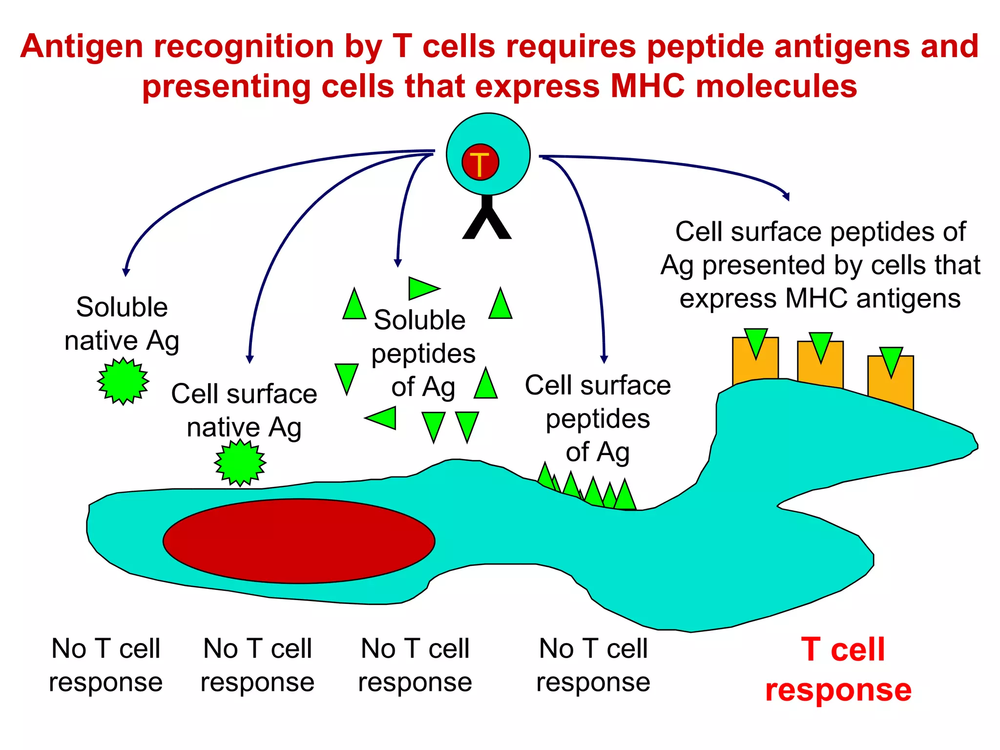 Antigen recognition by T cells requires peptide antigens and presenting cells that express MHC molecules T cell response No T cell response No T cell response No T cell response No T cell response Cell surface peptides of Ag Y T Soluble native Ag Cell surface native Ag Soluble  peptides of Ag Cell surface peptides of Ag presented by cells that express MHC antigens 