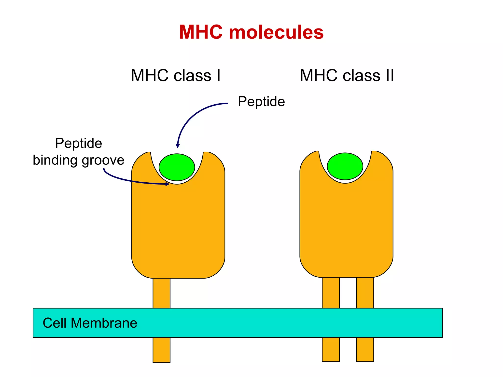 MHC molecules Cell Membrane Peptide MHC class I MHC class II Peptide binding groove 