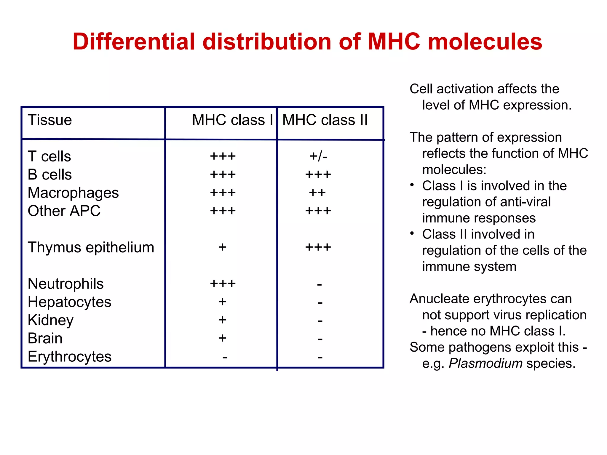 Differential distribution of MHC molecules Cell activation affects the level of MHC expression. The pattern of expression reflects the function of MHC molecules: Class I is involved in the regulation of anti-viral immune responses Class II involved in regulation of the cells of the immune system Anucleate erythrocytes can not support virus replication - hence no MHC class I. Some pathogens exploit this - e.g.  Plasmodium  species. Tissue   MHC class I  MHC class II T cells +++   +/- B cells +++   +++ Macrophages +++    ++ Other APC +++   +++  Thymus epithelium   +   +++  Neutrophils +++    - Hepatocytes   +    - Kidney    +    - Brain    +    - Erythrocytes   -     - 