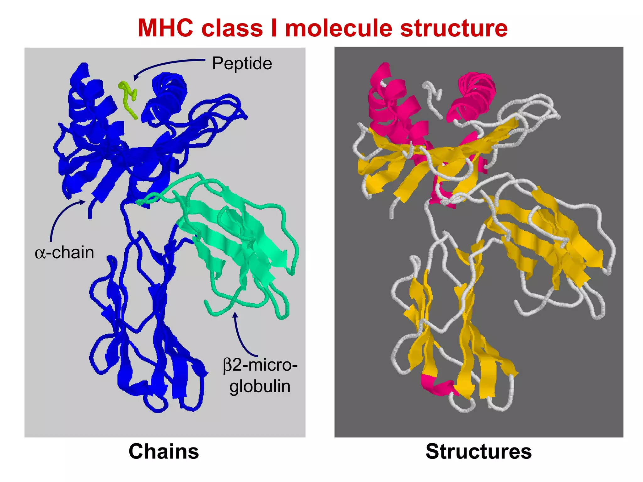 MHC class I molecule structure Chains Structures  2-micro-globulin Peptide  -chain 