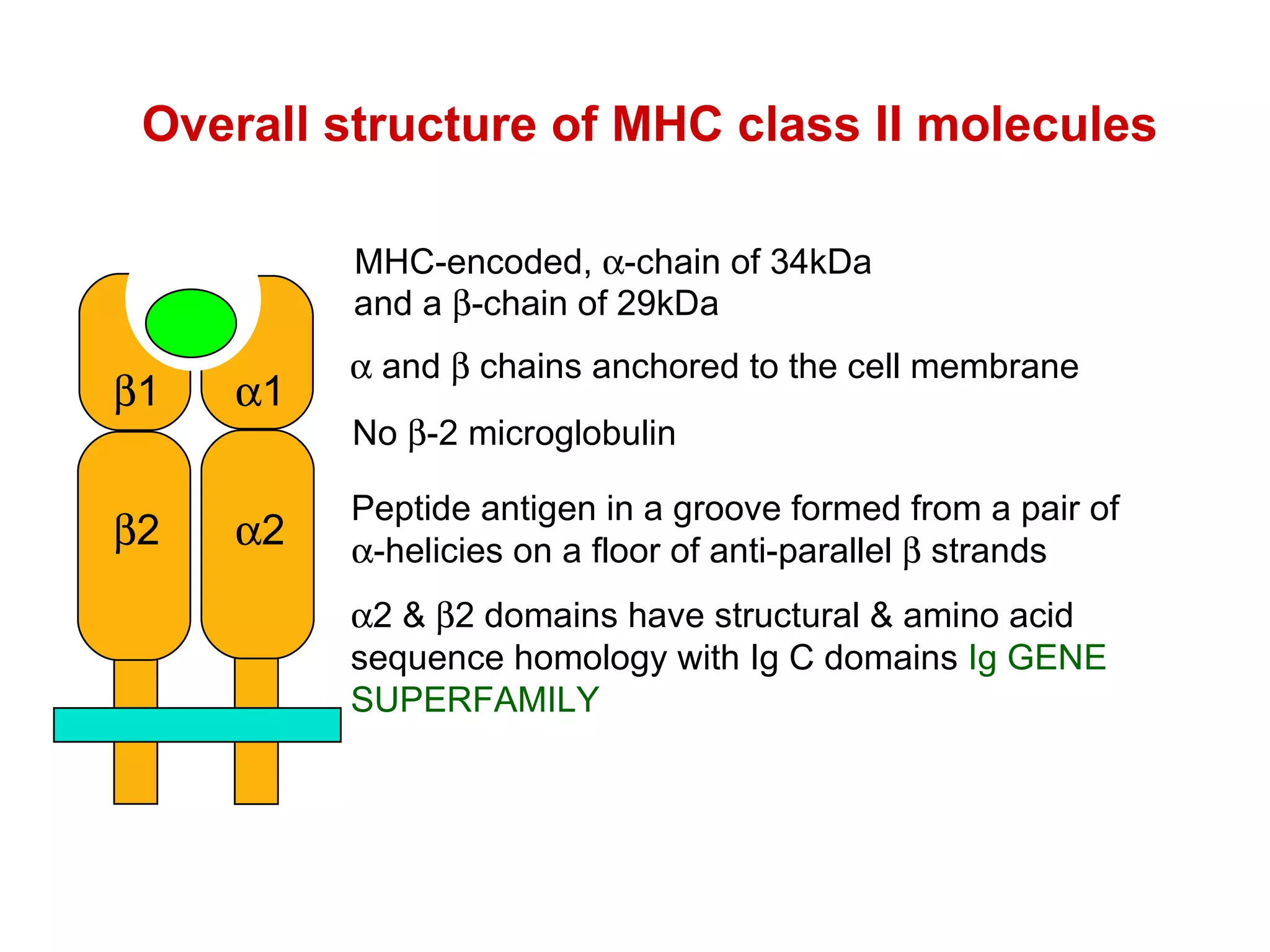 Overall structure of MHC class II molecules  2 &   2 domains have structural & amino acid sequence homology with Ig C domains   Ig GENE SUPERFAMILY No   -2 microglobulin  2  1 and a   -chain of 29kDa MHC-encoded,   -chain of 34kDa  2  1    and    chains anchored to the cell membrane Peptide antigen in a groove formed from a pair of   -helicies on a floor of anti-parallel    strands 