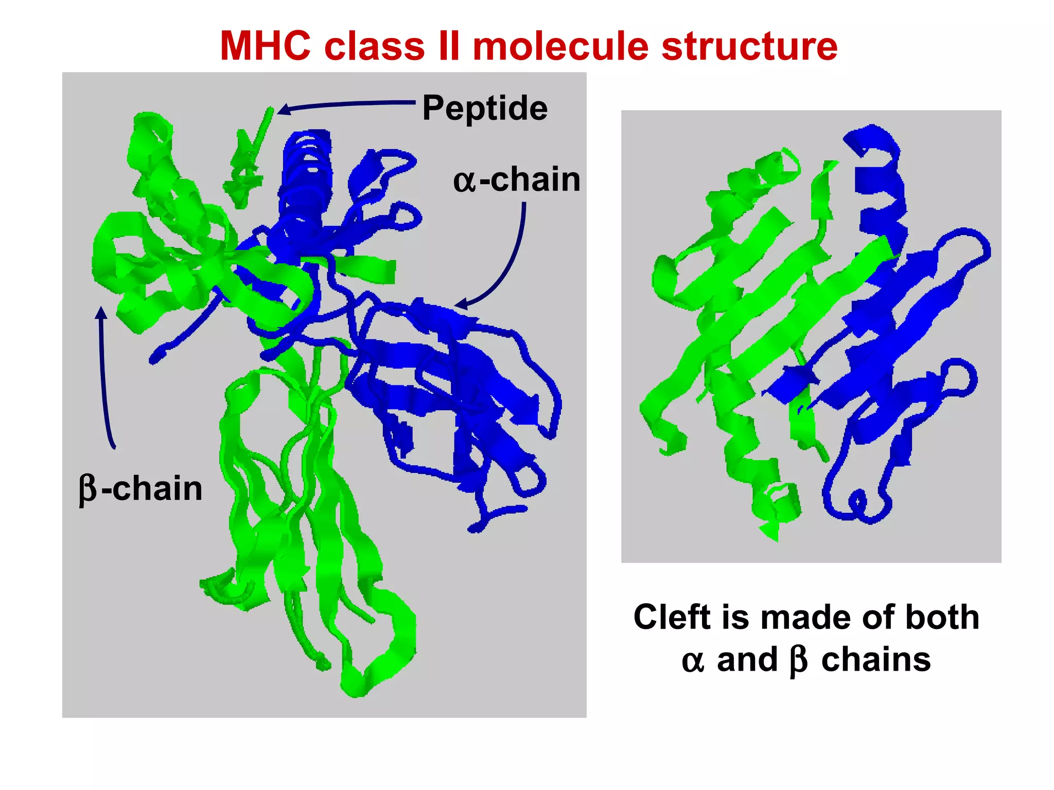 MHC class II molecule structure  -chain Peptide  -chain Cleft is made of both    and    chains 