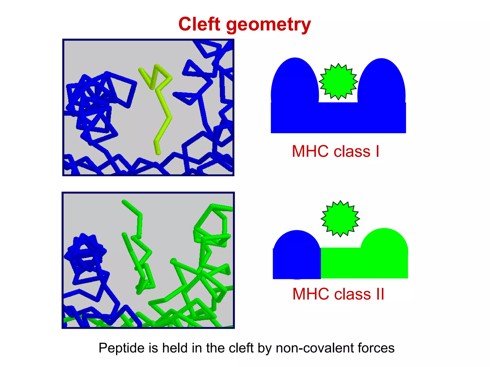 Cleft geometry Peptide is held in the cleft by non-covalent forces MHC class I MHC class II 