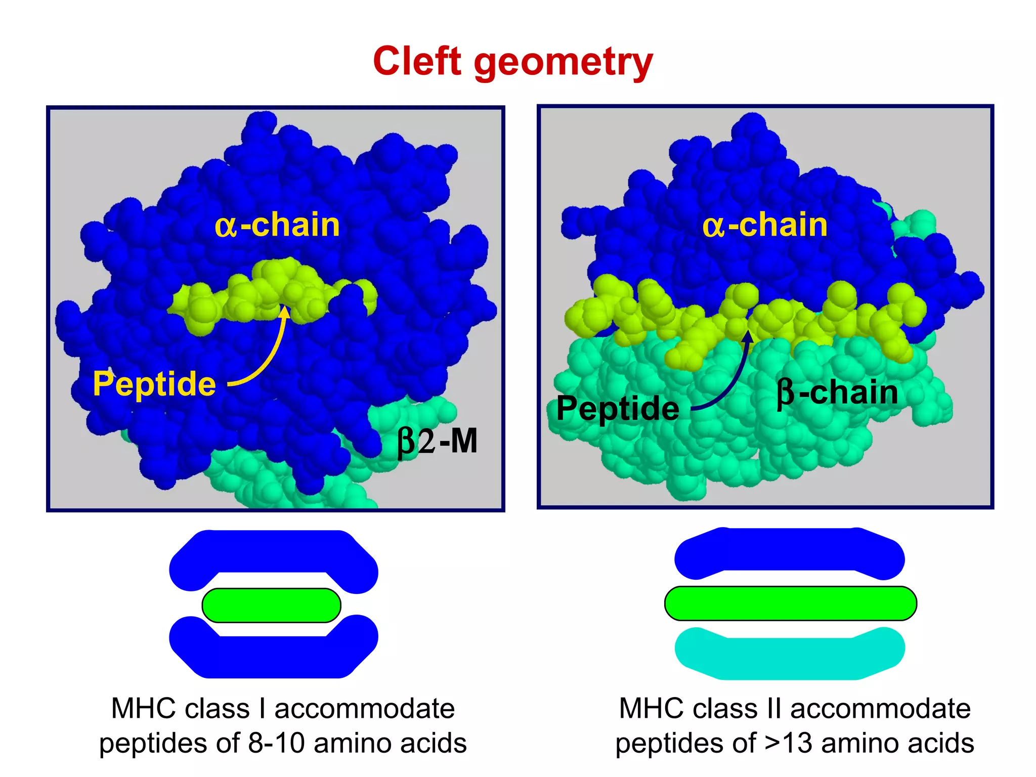 MHC class I accommodate peptides of 8-10 amino acids Cleft geometry MHC class II accommodate peptides of >13 amino acids  -M  -chain Peptide  -chain  -chain Peptide 