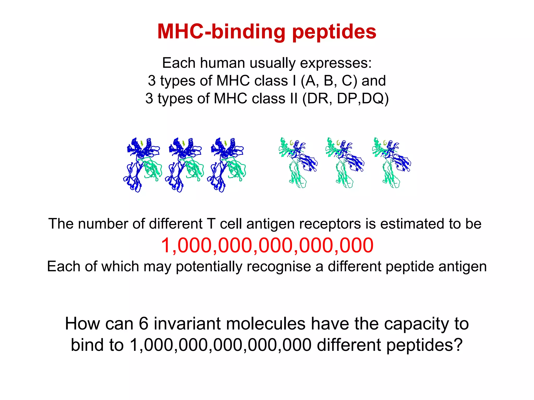 MHC-binding peptides Each human usually expresses: 3 types of MHC class I (A, B, C) and 3 types of MHC class II (DR, DP,DQ) The number of different T cell antigen receptors is estimated to be  1,000,000,000,000,000 Each of which may potentially recognise a different peptide antigen How can 6 invariant molecules have the capacity to bind to 1,000,000,000,000,000 different peptides? 
