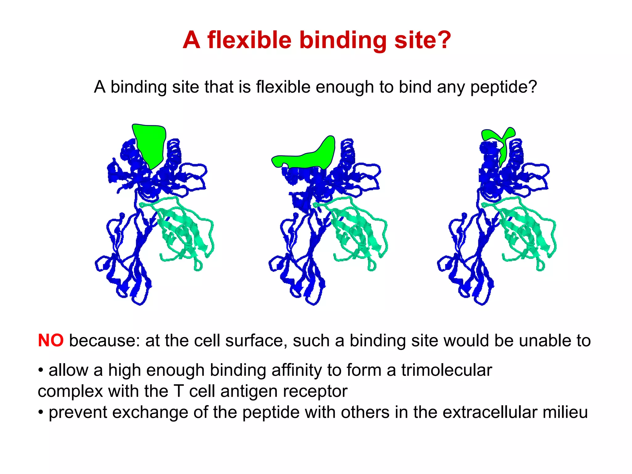 A flexible binding site? NO  because: at the cell surface, such a binding site would be unable to  •  allow a high enough binding affinity to form a trimolecular  complex with the T cell antigen receptor •  prevent exchange of the peptide with others in the extracellular milieu A binding site that is flexible enough to bind any peptide? 