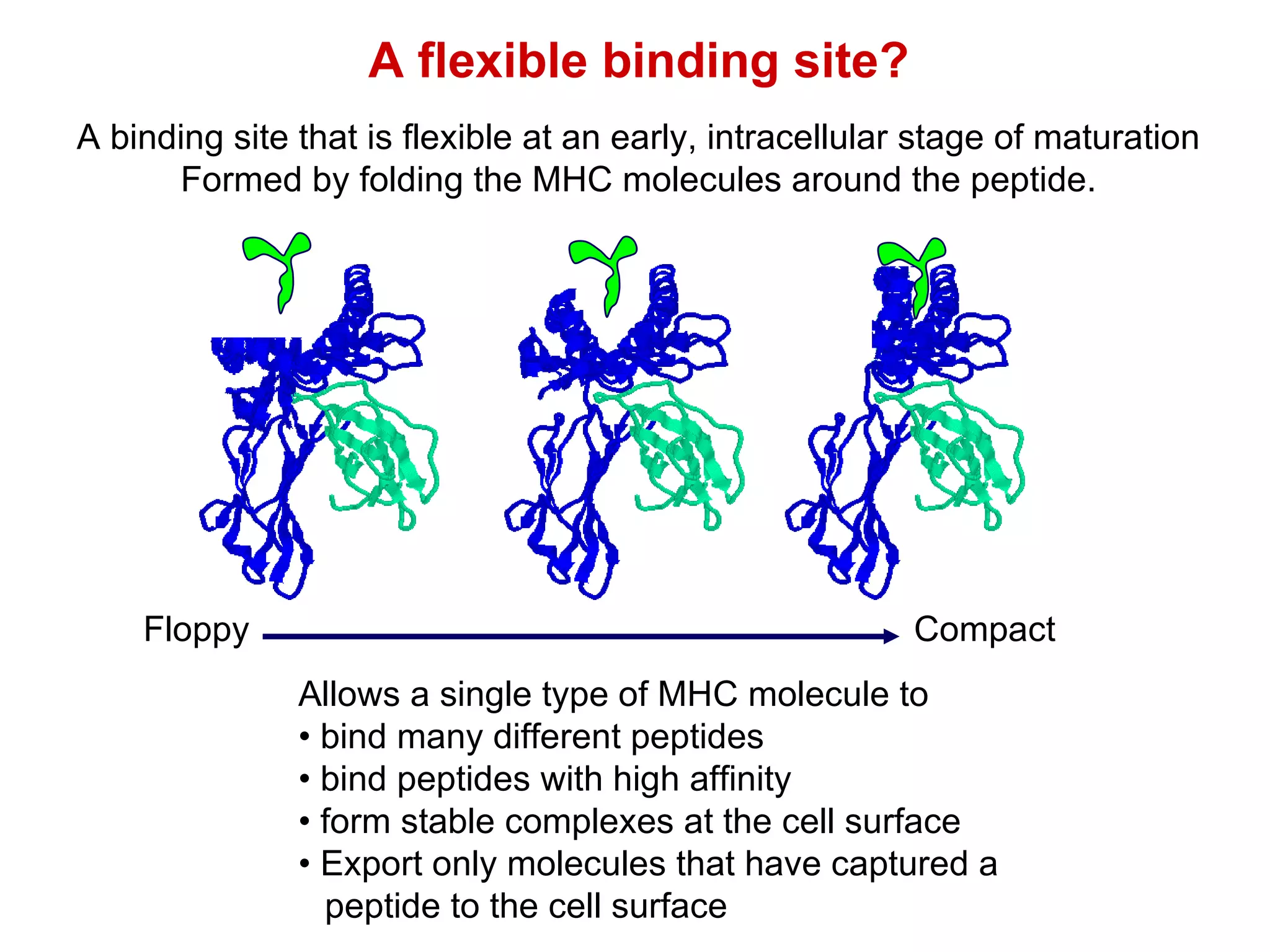 A flexible binding site? A binding site that is flexible at an early, intracellular stage of maturation Formed by folding the MHC molecules around the peptide. Allows a single type of MHC molecule to  •  bind many different peptides •  b ind peptides with high affinity •  f orm stable complexes at the cell surface •  Export only molecules that have captured a  peptide to the cell surface Floppy Compact Venus fly trap 