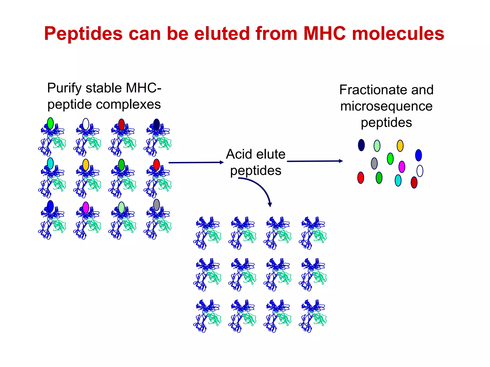 Peptides can be eluted from MHC molecules Purify stable MHC-peptide complexes Fractionate and microsequence peptides Acid elute peptides 