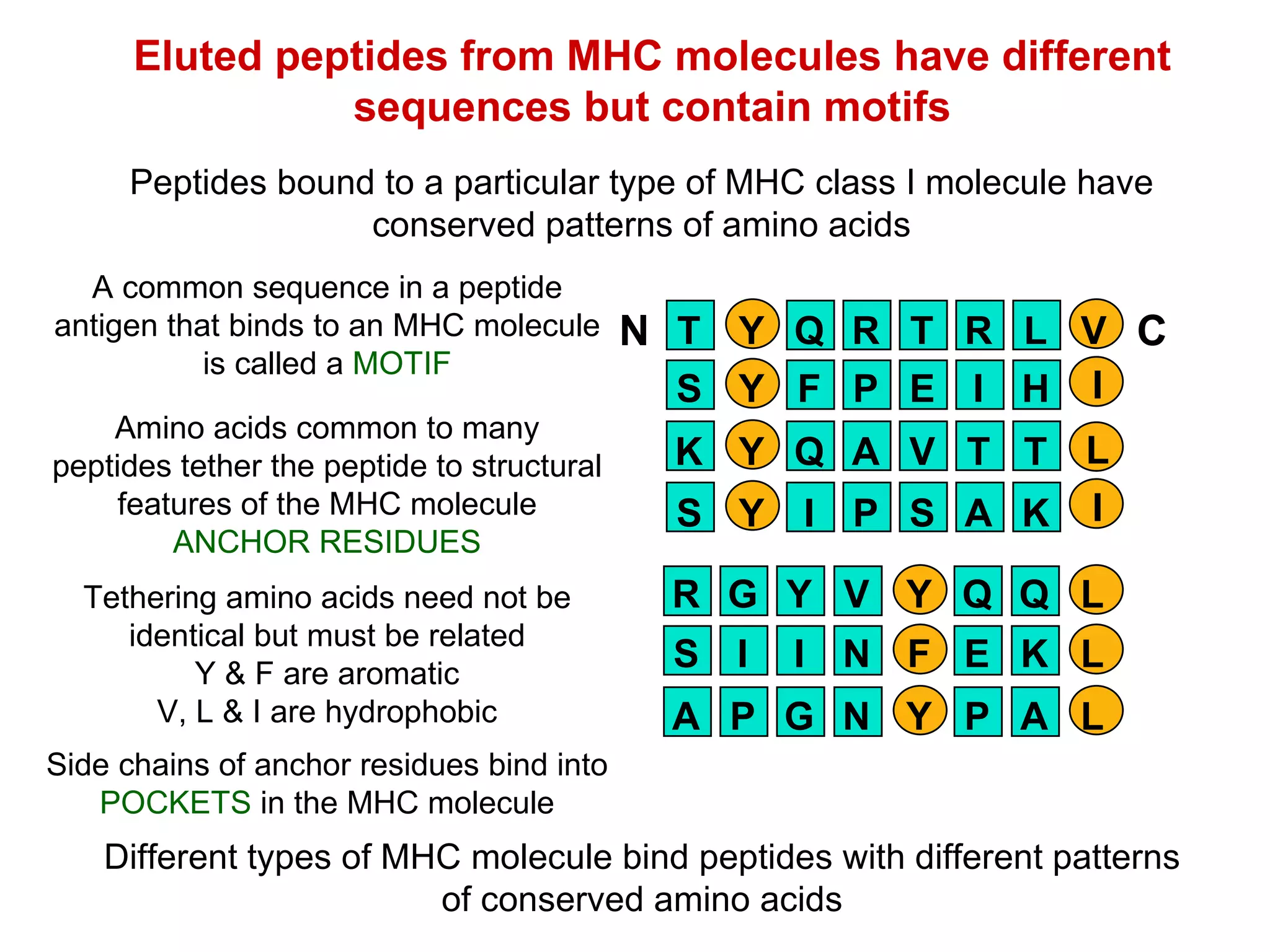 Eluted peptides from MHC molecules have different sequences but contain motifs Peptides bound to a particular type of MHC class I molecule have conserved patterns of amino acids Tethering amino acids need not be identical but must be related Y & F are aromatic V, L & I are hydrophobic Side chains of anchor residues bind into  POCKETS  in the MHC molecule Different types of MHC molecule bind peptides with different patterns of conserved amino acids A common sequence in a peptide antigen that binds to an MHC molecule is called a  MOTIF Amino acids common to many peptides tether the peptide to structural features of the MHC molecule ANCHOR RESIDUES P E I Y S F H I A V T Y K Q T L P S A Y S I K I R T R Y T Q L V N C S I I F N E K L A P G Y N P A L R G Y Y V Q Q L 