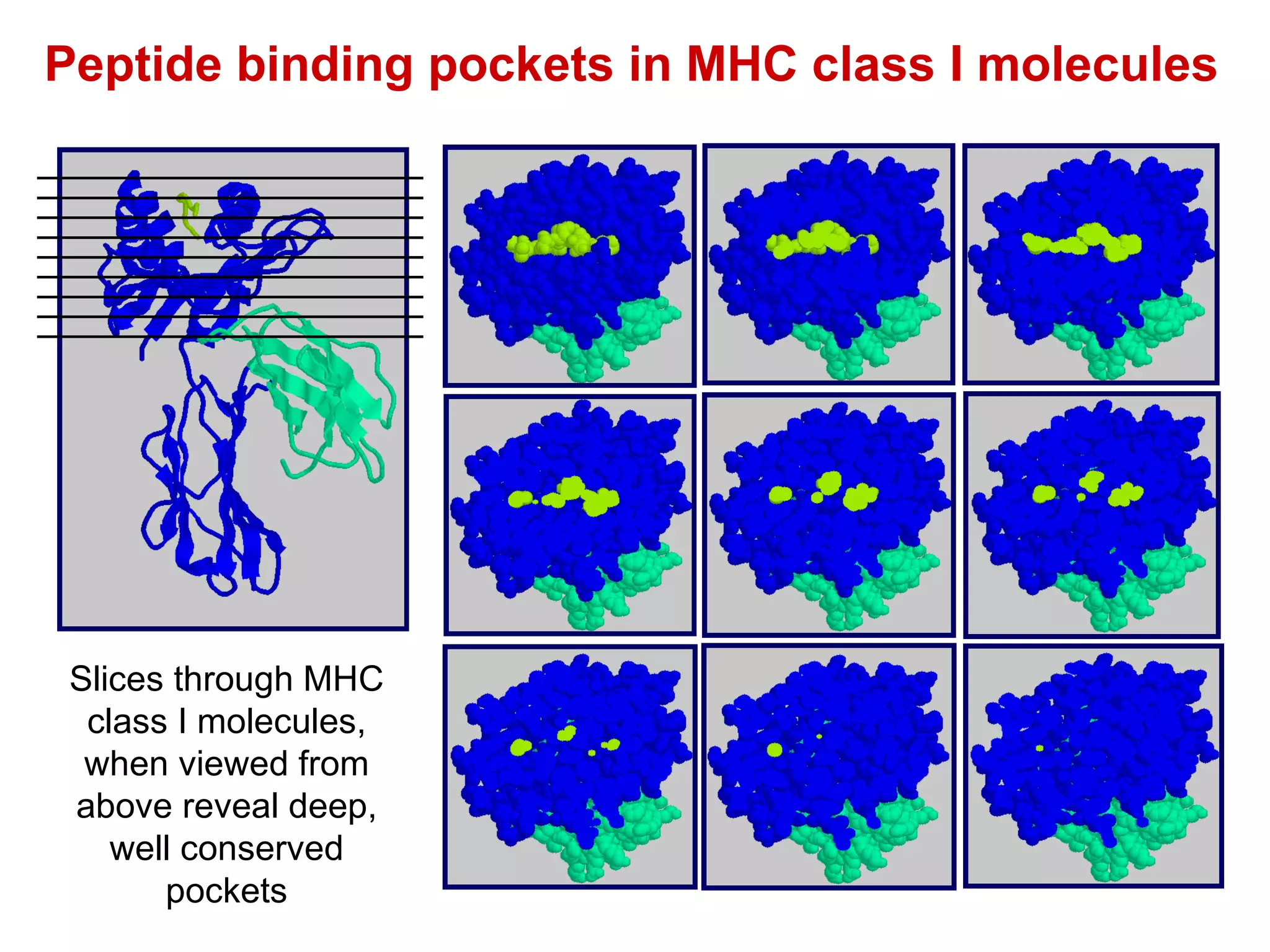 Peptide binding pockets in MHC class I molecules Slices through MHC class I molecules, when viewed from above reveal deep, well conserved pockets 