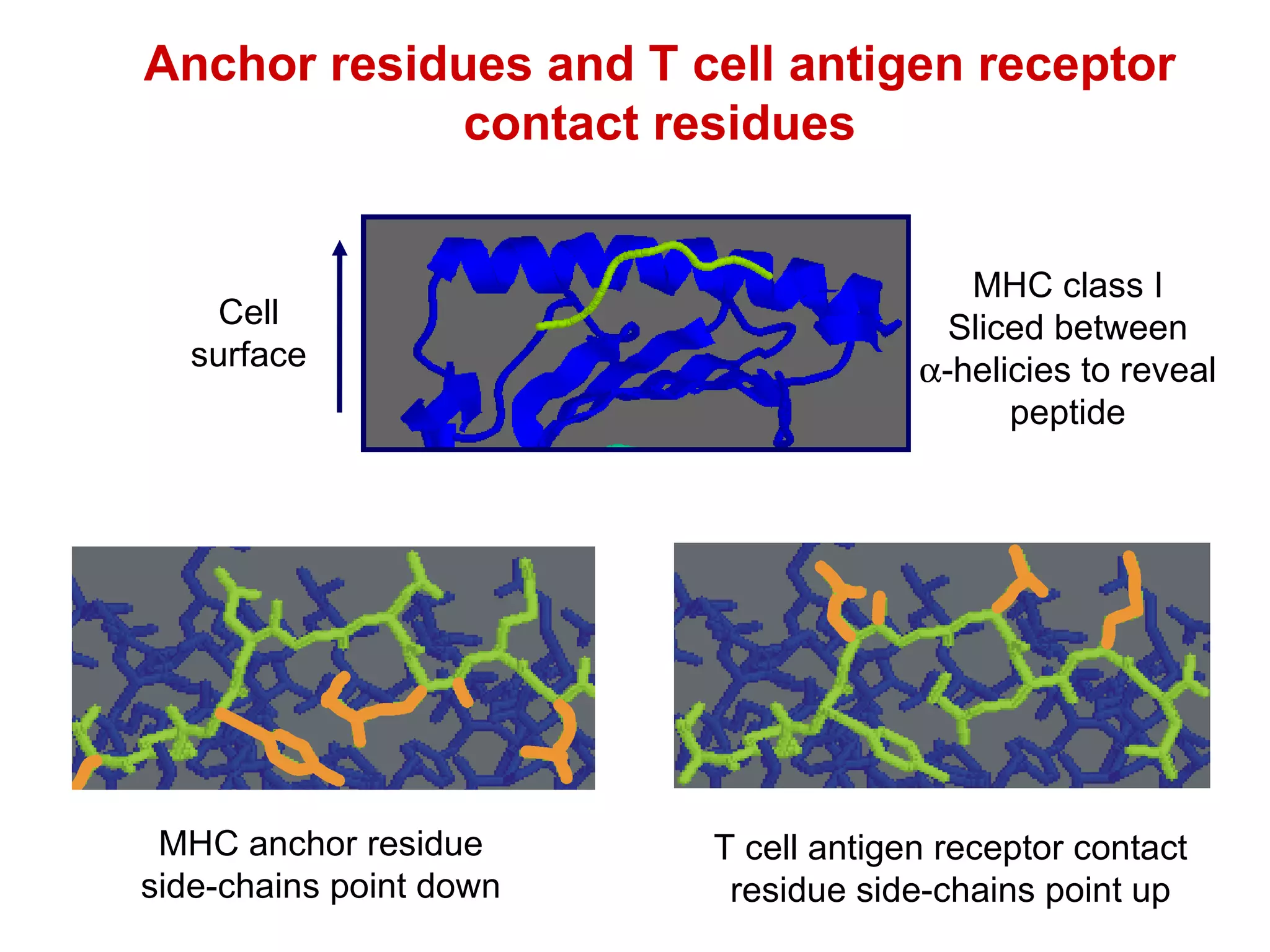 Anchor residues and T cell antigen receptor contact residues Cell surface MHC class I Sliced between  -helicies to reveal peptide T cell antigen receptor contact residue side-chains point up MHC anchor residue side-chains point down 