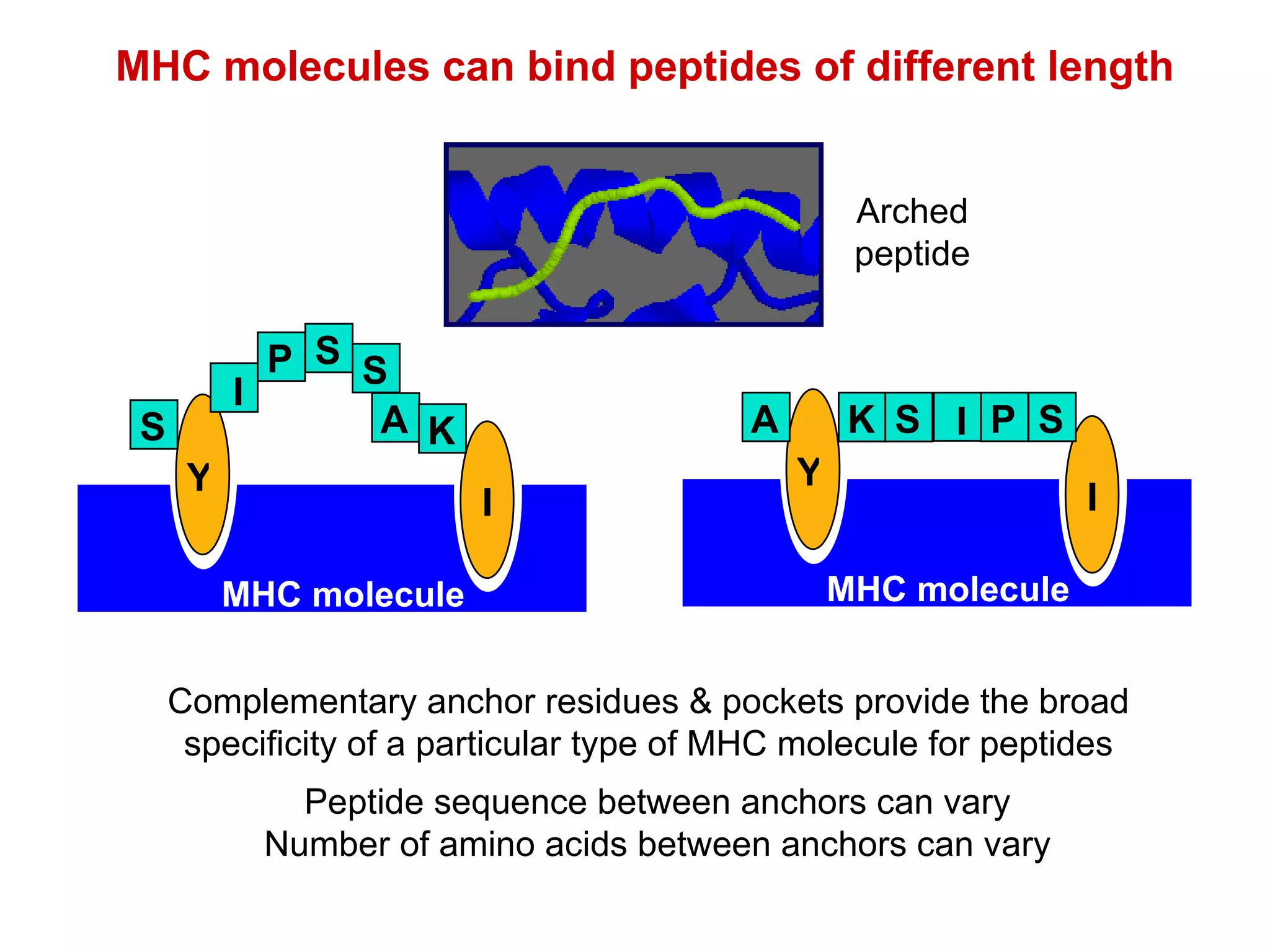 Complementary anchor residues & pockets provide the broad specificity of a particular type of MHC molecule for peptides MHC molecules can bind peptides of different length Peptide sequence between anchors can vary Number of amino acids between anchors can vary Y I MHC molecule Y I MHC molecule P S A S I K S P S A I K S Arched peptide 