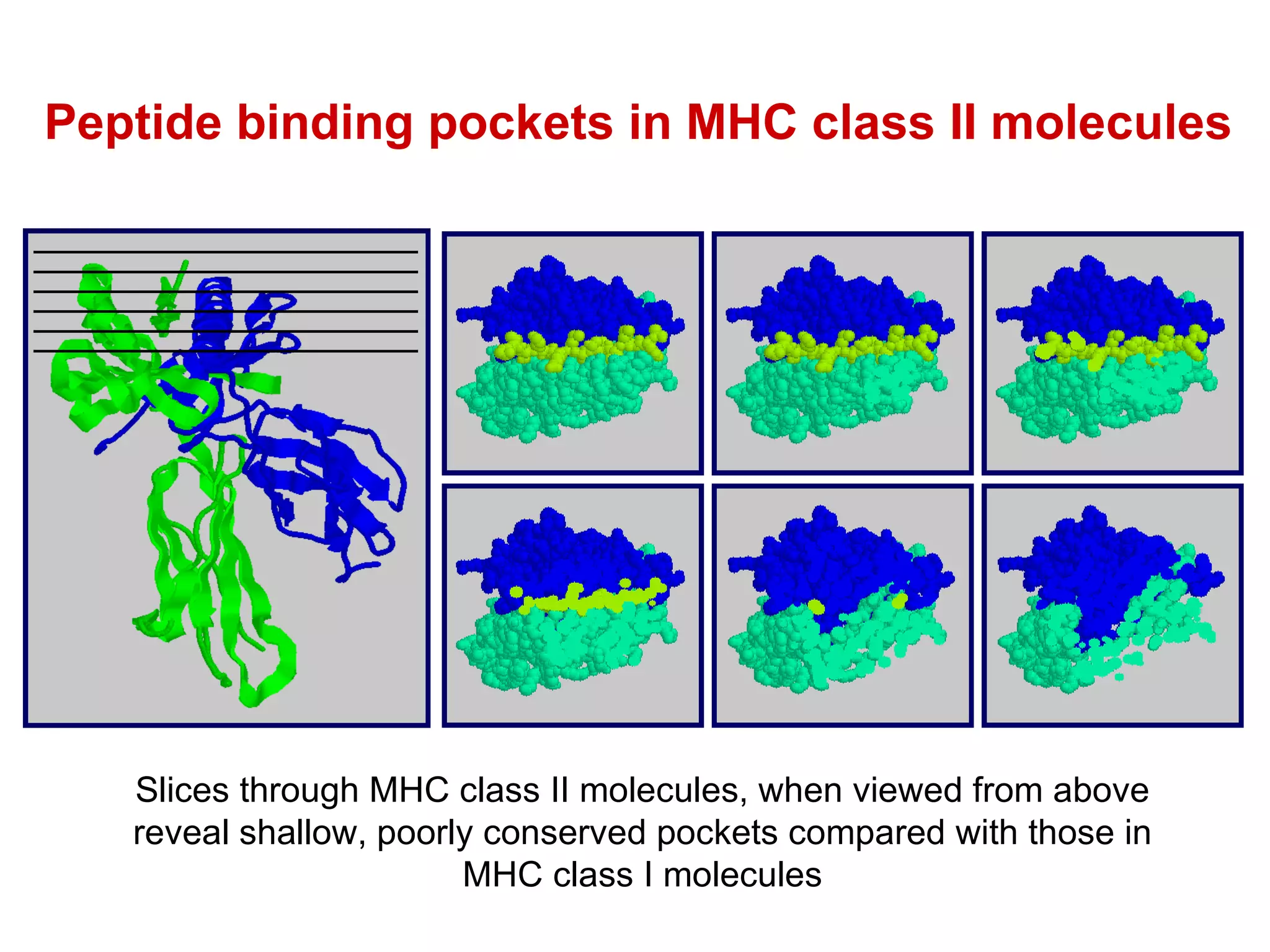 Slices through MHC class II molecules, when viewed from above reveal shallow, poorly conserved pockets compared with those in MHC class I molecules Peptide binding pockets in MHC class II molecules 