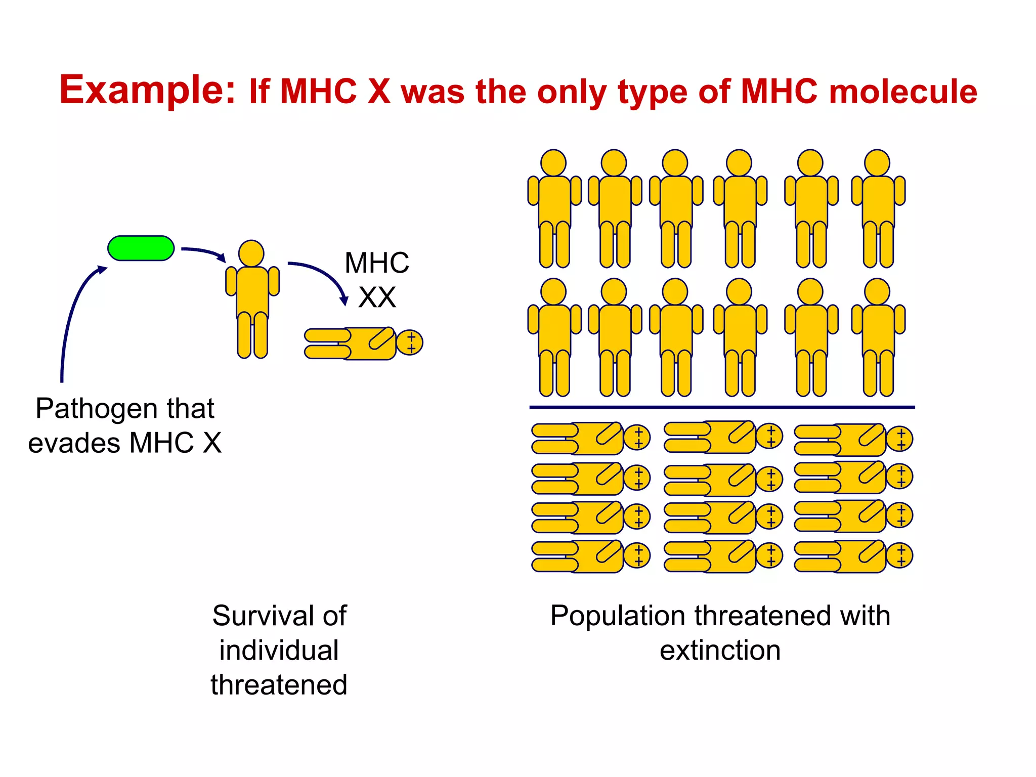 Example:  If MHC X was the only type of MHC molecule Population threatened with extinction Survival of individual threatened Pathogen that evades MHC X MHC XX 