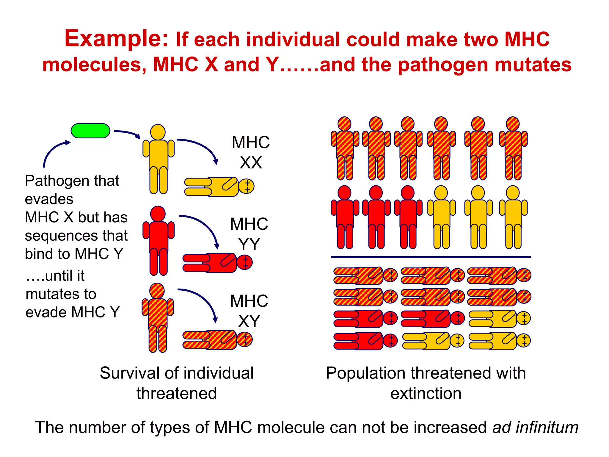 Example:  If each individual could make two MHC molecules, MHC X and Y……and the pathogen mutates Population threatened with extinction Survival of individual threatened The number of types of MHC molecule can not be increased  ad infinitum … .until it mutates to evade MHC Y Pathogen that evades MHC X but has sequences that bind to MHC Y MHC XX MHC XY MHC YY 