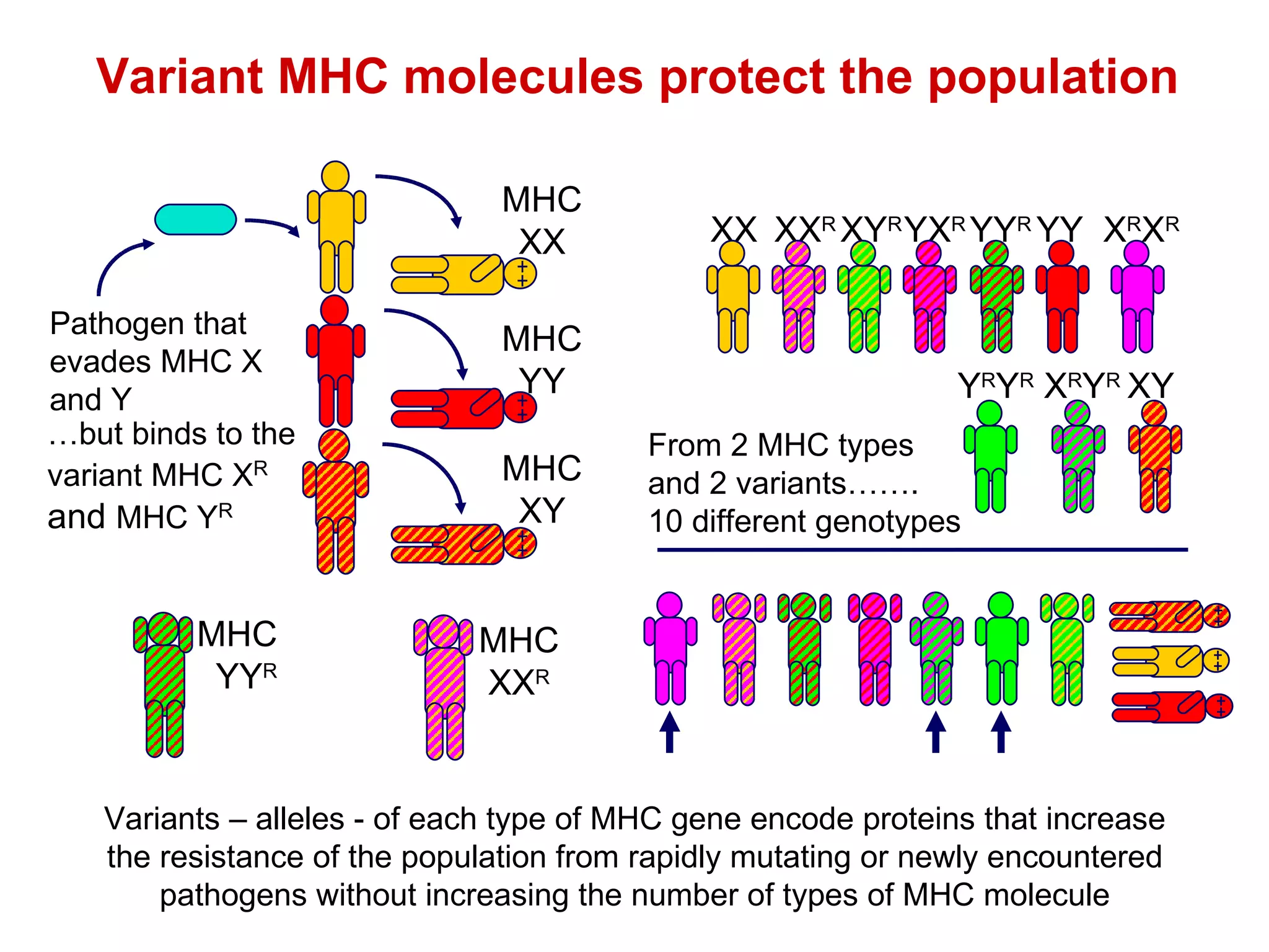 From 2 MHC types and 2 variants……. 10 different genotypes Variants – alleles - of each type of MHC gene encode proteins that increase the resistance of the population from rapidly mutating or newly encountered pathogens without increasing the number of types of MHC molecule Variant MHC molecules protect the population Y R Y R XY XX XX R XY R YX R YY R YY X R X R X R Y R Pathogen that evades MHC X and Y MHC XY MHC XX MHC YY MHC XX R MHC YY R … but binds to the variant MHC X R  and  MHC Y R 