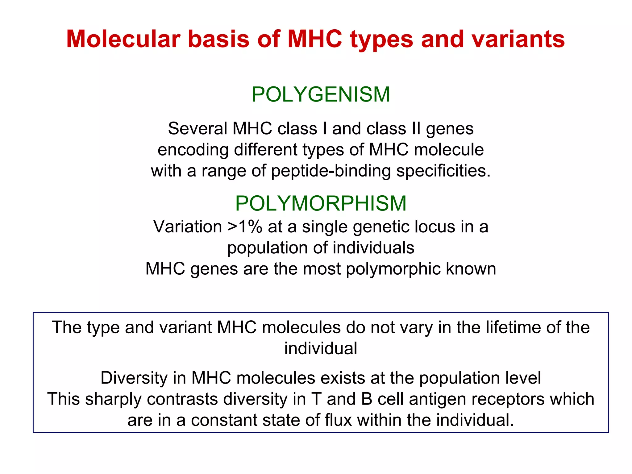 Molecular basis of MHC types and variants POLYMORPHISM Variation >1% at a single genetic locus in a population of individuals MHC genes are the most polymorphic known The type and variant MHC molecules do not vary in the lifetime of the individual Diversity in MHC molecules exists at the population level This sharply contrasts diversity in T and B cell antigen receptors which are in a constant state of flux within the individual. POLYGENISM Several MHC class I and class II genes encoding different types of MHC molecule with a range of peptide-binding specificities. 