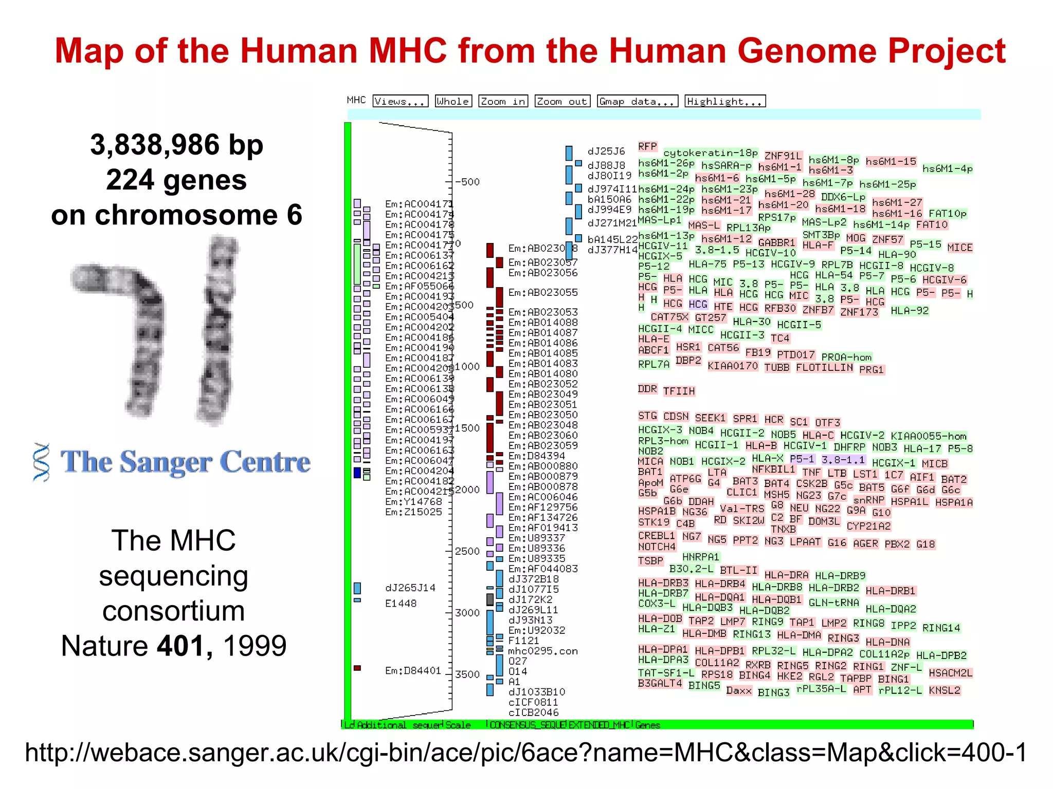 Map of the Human MHC from the Human Genome Project 3,838,986 bp 224 genes on chromosome 6 http://webace.sanger.ac.uk/cgi-bin/ace/pic/6ace?name=MHC&class=Map&click=400-1 The MHC sequencing consortium Nature  401,  1999 