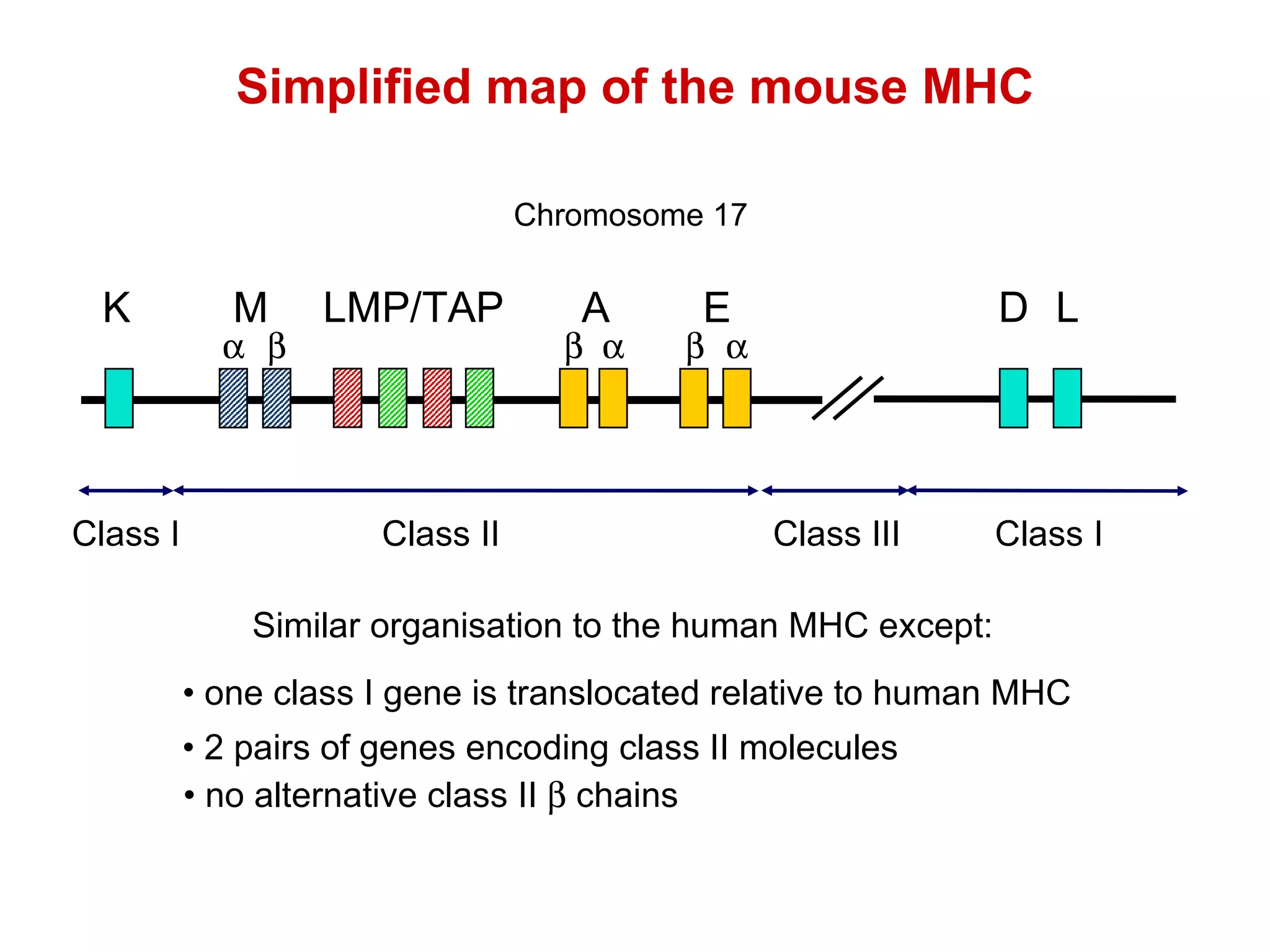 Simplified map of the mouse MHC Similar organisation to the human MHC except: •  n o alternative class II    chains Chromosome 17   LMP/TAP Class III M D L Class I K Class I •  o ne class I gene is translocated relative to human MHC     Class II A E •  2 pairs of genes encoding class II molecules 