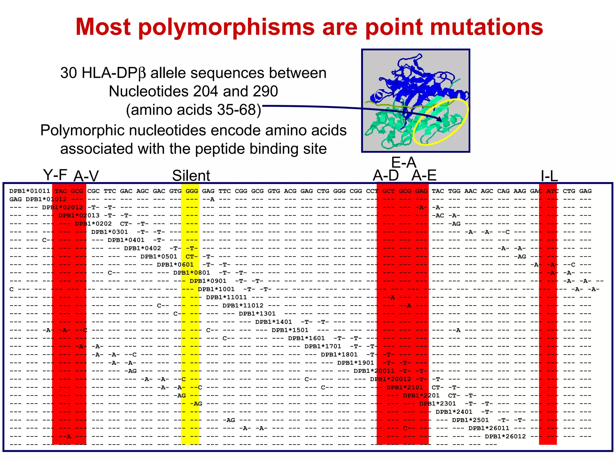 Most polymorphisms are point mutations Polymorphic nucleotides encode amino acids associated with the peptide binding site DPB1*01011 TAC GCG CGC TTC GAC AGC GAC GTG GGG GAG TTC CGG GCG GTG ACG GAG CTG GGG CGG CCT GCT GCG GAG TAC TGG AAC AGC CAG AAG GAC ATC CTG GAG GAG DPB1*01012 --- --- --- --- --- --- --- --- --A --- --- --- --- --- --- --- --- --- --- --- --- --- --- --- --- --- --- --- --- --- --- --- --- --- DPB1*02012 -T- -T- --- --- --- --- --- --- --- --- --- --- --- --- --- --- --- --- --- --- -A- -A- --- --- --- --- --- --- --- --- --- --- --- --- DPB1*02013 -T- -T- --- --- --- --- --- --- --- --- --- --- --- --- --- --- --- --- --- --- -AC -A- --- --- --- --- --- --- --- --- --- --- --- --- DPB1*0202  CT- -T- --- --- --- --- --- --- --- --- --- --- --- --- --- --- --- --- --- --- -AG --- --- --- --- --- --- --- --- --- --- --- --- --- DPB1*0301  -T- -T- --- --- --- --- --- --- --- --- --- --- --- --- --- --- --- --- --- --- -A- -A- --C --- --- --- --- --- --- --- C-- --- --- --- DPB1*0401  -T- --- --- --- --- --- --- --- --- --- --- --- --- --- --- --- --- --- --- --- --- --- --- --- --- --- --- --- --- --- --- --- --- --- DPB1*0402  -T- -T- --- --- --- --- --- --- --- --- --- --- --- --- --- --- --- --- --- --- -A- -A- --- --- --- --- --- --- --- --- --- --- --- --- DPB1*0501  CT- -T- --- --- --- --- --- --- --- --- --- --- --- --- --- --- --- --- --- --- -AG --- --- --- --- --- --- --- --- --- --- --- --- --- DPB1*0601  -T- -T- --- --- --- --- --- --- --- --- --- --- --- --- --- --- --- --- --- --- -A- -A- --C --- --- --- --- --- --- --- C-- --- --- --- DPB1*0801  -T- -T- --- --- --- --- --- --- --- --- --- --- --- --- --- --- --- --- --- --- -A- -A- --- --- --- --- --- --- --- --- --- --- --- --- DPB1*0901  -T- -T- --- --- --- --- --- --- --- --- --- --- --- --- --- --- --- --- --- --- -A- -A- --C --- --- --- --- --- --- --- --- --- --- --- DPB1*1001  -T- -T- --- --- --- --- --- --- --- --- --- --- --- --- --- --- --- --- --- --- -A- -A- --- --- --- --- --- --- --- --- --- --- --- --- DPB1*11011 --- --- --- --- --- --- --- --- --A --- --- --- --- --- --- --- --- --- --- --- --- --- --- --- --- --- --- --- --- --- C-- --- --- --- DPB1*11012 --- --- --- --- --- --- --- --- --A --- --- --- --- --- --- --- --- --- --- --- --- --- --- --- --- --- --- --- --- --- C-- --- --- --- DPB1*1301  --- --- --- --- --- --- --- --- --- --- --- --- --- --- --- --- --- --- --- --- --- --- --- --- --- --- --- --- --- --- --- --- --- --- DPB1*1401  -T- -T- --- --- --- --- --- --- --- --- --- --- --- --- --- --- --- --- --- --- -A- -A- --C --- --- --- --- --- --- --- C-- --- --- --- DPB1*1501  --- --- --- --- --- --- --- --- --A --- --- --- --- --- --- --- --- --- --- --- --- --- --- --- --- --- --- --- --- --- C-- --- --- --- DPB1*1601  -T- -T- --- --- --- --- --- --- --- --- --- --- --- --- --- --- --- --- --- --- -A- -A- --- --- --- --- --- --- --- --- --- --- --- --- DPB1*1701  -T- -T- --- --- --- --- --- --- --- --- --- --- --- --- --- --- --- --- --- --- -A- -A- --C --- --- --- --- --- --- --- --- --- --- --- DPB1*1801  -T- -T- --- --- --- --- --- --- --- --- --- --- --- --- --- --- --- --- --- --- -A- -A- --- --- --- --- --- --- --- --- --- --- --- --- DPB1*1901  -T- -T- --- --- --- --- --- --- --- --- --- --- --- --- --- --- --- --- --- --- -AG --- --- --- --- --- --- --- --- --- --- --- --- --- DPB1*20011 -T- -T- --- --- --- --- --- --- --- --- --- --- --- --- --- --- --- --- --- --- -A- -A- --C --- --- --- --- --- --- --- C-- --- --- --- DPB1*20012 -T- -T- --- --- --- --- --- --- --- --- --- --- --- --- --- --- --- --- --- --- -A- -A- --C --- --- --- --- --- --- --- C-- --- --- --- DPB1*2101  CT- -T- --- --- --- --- --- --- --- --- --- --- --- --- --- --- --- --- --- --- -AG --- --- --- --- --- --- --- --- --- --- --- --- --- DPB1*2201  CT- -T- --- --- --- --- --- --- --- --- --- --- --- --- --- --- --- --- --- --- -AG --- --- --- --- --- --- --- --- --- --- --- --- --- DPB1*2301  -T- -T- --- --- --- --- --- --- --- --- --- --- --- --- --- --- --- --- --- --- --- --- --- --- --- --- --- --- --- --- --- --- --- --- DPB1*2401  -T- --- --- --- --- --- --- --- --- --- --- --- --- --- --- --- --- --- --- --- -AG --- --- --- --- --- --- --- --- --- --- --- --- --- DPB1*2501  -T- -T- --- --- --- --- --- --- --- --- --- --- --- --- --- --- --- --- --- --- -A- -A- --- --- --- --- --- --- --- --- C-- --- --- --- DPB1*26011 --- --- --- --- --- --- --- --- --A --- --- --- --- --- --- --- --- --- --- --- --- --- --- --- --- --- --- --- --- --- --- --- --- --- DPB1*26012 --- --- --- --- --- --- --- --- --- --- --- --- --- --- --- --- --- --- --- --- --- --- --- --- --- --- --- --- --- --- --- --- --- --- 30 HLA-DP   allele sequences between Nucleotides 204 and 290 (amino acids 35-68) Y-F A-V Silent A-D A-E E-A I-L 