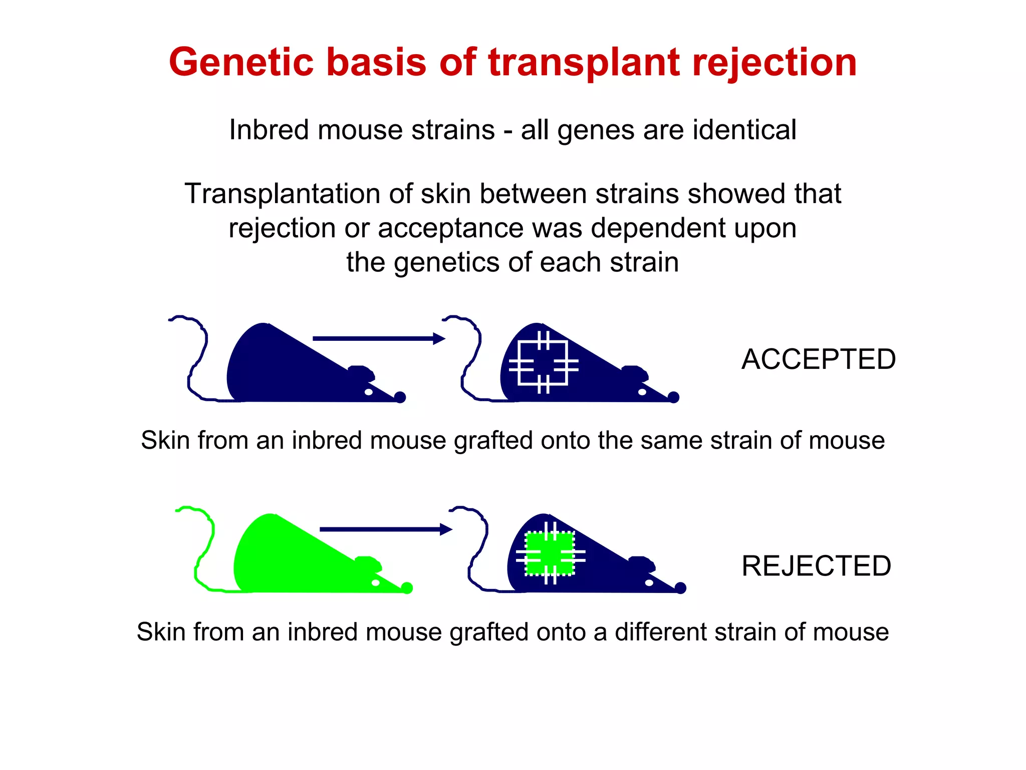 ACCEPTED REJECTED Genetic basis of transplant rejection Transplantation of skin between strains showed that rejection or acceptance was dependent upon the genetics of each strain Skin from an inbred mouse grafted onto the same strain of mouse Skin from an inbred mouse grafted onto a different strain of mouse Inbred mouse strains - all genes are identical 